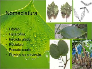 Nomeclatura

•   Filódio
•   Heterofilia
•   Pecíolo alado
•   Peciólulo
•   Pseudo caule
•   Pulvino ou pulvínulo
 