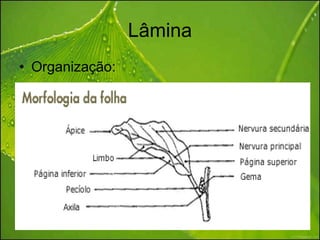 Lâmina
• Organização:
 