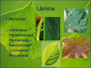 Lâmina
• Nervuras:

 Uninérveas *
 Paralelinérveas
 Peninérveas
 Palminérveas
 Curvinéveas *
 Peltinérveas
 
