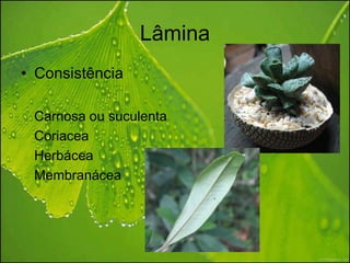Lâmina
• Consistência

 Carnosa ou suculenta
 Coriacea
 Herbácea
 Membranácea
 