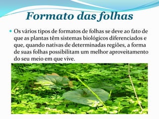Formato das folhas
 Os vários tipos de formatos de folhas se deve ao fato de
que as plantas têm sistemas biológicos diferenciados e
que, quando nativas de determinadas regiões, a forma
de suas folhas possibilitam um melhor aproveitamento
do seu meio em que vive.
 