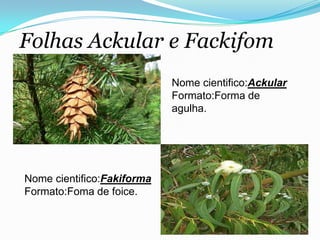 Folhas Ackular e Fackifom
Nome cientifico:Ackular
Formato:Forma de
agulha.
Nome cientifico:Fakiforma
Formato:Foma de foice.
 