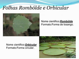 Folhas Rombólde e Orbicular
Nome cientifico:Rombólde
Formato:Forma de losango.
Nome cientifico:Orbicular
Formato:Forma circular.
 