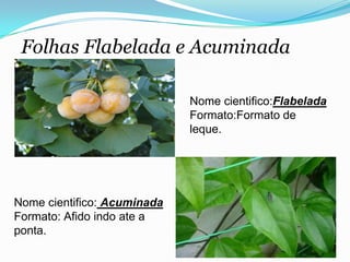 Folhas Flabelada e Acuminada
Nome cientifico:Flabelada
Formato:Formato de
leque.
Nome cientifico: Acuminada
Formato: Afido indo ate a
ponta.
 