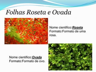 Folhas Roseta e Ovada
Nome cientifico:Ovada
Formato:Formato de ovo.
Nome cientifico:Roseta
Formato:Formato de uma
rosa.
 