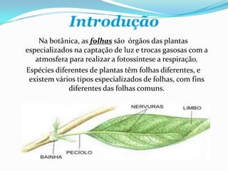 Introdução
Na botânica, as folhas são órgãos das plantas
especializados na captação de luz e trocas gasosas com a
atmosfera para realizar a fotossíntese a respiração.
Espécies diferentes de plantas têm folhas diferentes, e
existem vários tipos especializados de folhas, com fins
diferentes das folhas comuns.
 