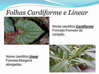 Folhas Cardiforme e Linear
Nome cientifico:linear
Formato:Margens
alongadas.
Nome cientifico:Cardiforme
Formato:Formato de
coração.
 
