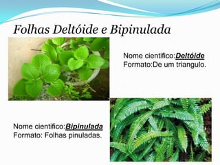 Folhas Deltóide e Bipinulada
Nome cientifico:Deltóide
Formato:De um triangulo.
Nome cientifico:Bipinulada
Formato: Folhas pinuladas.
 