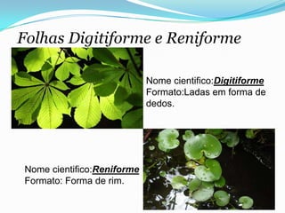 Folhas Digitiforme e Reniforme
Nome cientifico:Digitiforme
Formato:Ladas em forma de
dedos.
Nome cientifico:Reniforme
Formato: Forma de rim.
 