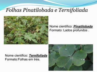 Folhas Pinatilobada e Ternifoliada
Nome cientifico: Pinatilobada
Formato: Lados profundos .
Nome cientifico: Ternifoliada
Formato:Folhas em trés.
 