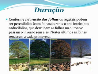 Duração
 Conforme a duração das folhas os vegetais podem
ser perenifólios (com folhas durante o ano inteiro) ou
caducifólios, que derrubam as folhas no outono e
passam o inverno sem elas. Nestes últimos as folhas
renascem a cada primavera.
 