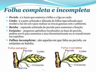 Folha completa e incompleta
 Pecíolo : é a haste que sustenta a folha e a liga ao caule.
 Limbo : é a parte achatada e dilatada da folha especializada para
receber a luz do sol e para realizar as trocas gasosas com o ambiente.
 Baínha : expansão achatada do pecíolo para aumentar a fixação.
 Estípulas : pequenos apêndices localizados na base do pecíolo,
podem servir para aumentar a área fotossintetizante ou se transformam
em espinhos.
 Folhas incompletas : são aquelas em que falta ou pecíolo, ou
estípulas ou baínha.
 