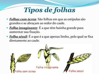 Tipos de folhas
 Folhas com ócrea: São folhas em que as estípulas são
grandes e se abraçam ao redor do caule.
 Folha invaginante: É a que têm bainha grande para
aumentar sua fixação.
 Folha séssil: É a que é a que apenas limbo, pelo qual se fixa
diretamente ao caule.
 