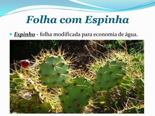Folha com Espinha
 Espinho - folha modificada para economia de água.
 