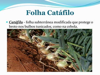 Folha Catáfilo
 Catáfilo - folha subterrânea modificada que protege o
broto nos bulbos tunicados, como na cebola.
 