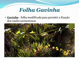 Folha Gavinha
 Gavinha - folha modificada para permitir a fixação
dos caules sarmentosos.
 