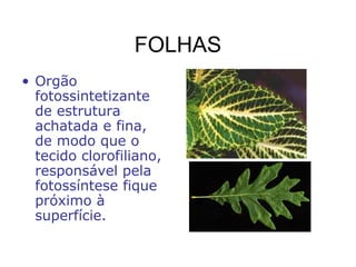 FOLHAS
• Orgão
fotossintetizante
de estrutura
achatada e fina,
de modo que o
tecido clorofiliano,
responsável pela
fotossíntese fique
próximo à
superfície.
 