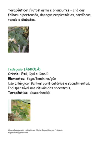Material pesquisado e editado por Alagbe Roger Olanyan t’ Aganjú
Roger.alabe@gmail.com
Terapêutica: frutos: asma e bronquites – chá das
folhas: hipertensão, doenças respiratórias, cardíacas,
renais e diabetes.
Fedegoso (ÀGBÒLÀ)
Orisás: Esú, Oyá e Omolú
Elementos: fogo/feminino/gùn
Uso Litúrgico: Banhos purificatórios e sacudimentos.
Indispensável nos rituais dos ancestrais.
Terapêutica: desconhecida
 