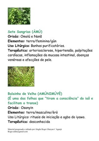 Material pesquisado e editado por Alagbe Roger Olanyan t’ Aganjú
Roger.alabe@gmail.com
Sete Sangrias (ÀMÙ)
Orisás: Omolú e Nanã
Elementos: terra/feminino/gùn
Uso Litúrgico: Banhos purificatórios.
Terapêutica: arteriosclerose, hipertensão, palpitações
cardíacas, inflamações da mucosa intestinal, doenças
venéreas e afecções de pele.
Balainho de Velho (AMÚNIMÚYÈ)
(É uma das folhas que “tiram a consciência” do iaô e
facilitam o transe)
Orisás: Osanyin
Elementos: terra/masculino/èrò
Uso Litúrgico: rituais de iniciação e agbo do iyawo.
Terapêutica: desconhecida
 