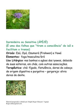 Material pesquisado e editado por Alagbe Roger Olanyan t’ Aganjú
Roger.alabe@gmail.com
Dormideira ou Sensitiva (ÁPÉJÈ)
(É uma das folhas que “tiram a consciência” do iaô e
facilitam o transe)
Orisás: Esú, Oyá, Osumaré (Frekwen) e Yewá
Elementos: fogo/masculino/èrò
Uso Litúrgico: nos banhos e agbos dos iyawos, debaido
de suas esteiras, em chás, com outras associações.
Terapêutica: chá: fígado, flatulência, dores de cabeça
de origem digestiva e purgativo – gargarejo: alivia
dores de dente.
 