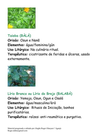 Material pesquisado e editado por Alagbe Roger Olanyan t’ Aganjú
Roger.alabe@gmail.com
Taioba (BÀLÁ)
Orisás: Osun e Nanã
Elementos: água/feminino/gùn
Uso Litúrgico: Na culinária ritual.
Terapêutica: cicatrizante de feridas e úlceras, usado
externamente.
Lírio Branco ou Lírio do Brejo (BALABÁ)
Orisás: Yemoja, Osun, Ogun e Osalá
Elementos: água/masculino/èrò
Uso Litúrgico: Rituais de Iniciação, banhos
purificatórios.
Terapêutica: raízes: anti-reumático e purgativo.
 