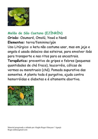 Material pesquisado e editado por Alagbe Roger Olanyan t’ Aganjú
Roger.alabe@gmail.com
Melão de São Caetano (EJÌNRÌN)
Orisás: Osumaré, Omolú, Yewá e Nanã
Elementos: terra/feminino/gùn
Uso Litúrgico: o ketu não costuma usar, mas em jeje e
angola é usada debaixo das esteiras, para envolver ibás
para transporte e nos ritos para os ancestrais.
Terapêutica: preventivo de gripes e febres (pequenas
quantidades de chá fraco), leucorréia, cólicas de
vermes ou menstruais (chá). Pomada supurativa das
sementes. A planta toda é purgativa, ajuda contra
hemorróidas e diabetes e é altamente abortiva.
 