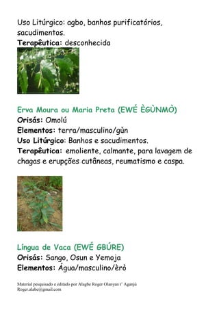 Material pesquisado e editado por Alagbe Roger Olanyan t’ Aganjú
Roger.alabe@gmail.com
Uso Litúrgico: agbo, banhos purificatórios,
sacudimentos.
Terapêutica: desconhecida
Erva Moura ou Maria Preta (EWÉ ÈGÙNMÒ)
Orisás: Omolú
Elementos: terra/masculino/gùn
Uso Litúrgico: Banhos e sacudimentos.
Terapêutica: emoliente, calmante, para lavagem de
chagas e erupções cutâneas, reumatismo e caspa.
Língua de Vaca (EWÉ GBÚRE)
Orisás: Sango, Osun e Yemoja
Elementos: Água/masculino/èrò
 