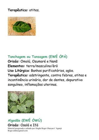 Material pesquisado e editado por Alagbe Roger Olanyan t’ Aganjú
Roger.alabe@gmail.com
Terapêutica: otites.
Tanchagem ou Tansagem (EWÉ ÒPÁ)
Orisás: Omolú, Osumaré e Nanã
Elementos: terra/masculino/èrò
Uso Litúrgico: Banhos purificatórios, agbo.
Terapêutica: adstringente, contra febres, otites e
incontinência urinária, dor de dentes, depurativo
sanguíneo, inflamações uterinas.
Algodão (EWÉ ÒWÚ)
Orisás: Osalá e Ifá
 