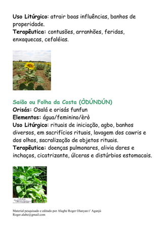 Material pesquisado e editado por Alagbe Roger Olanyan t’ Aganjú
Roger.alabe@gmail.com
Uso Litúrgico: atrair boas influências, banhos de
properidade.
Terapêutica: contusões, arranhões, feridas,
enxaquecas, cefaléias.
Saião ou Folha da Costa (ÒDÚNDÚN)
Orisás: Osalá e orisás funfun
Elementos: água/feminino/èrò
Uso Litúrgico: rituais de iniciação, agbo, banhos
diversos, em sacrifícios rituais, lavagem dos cawris e
dos olhos, sacralização de objetos rituais.
Terapêutica: doenças pulmonares, alivia dores e
inchaços, cicatrizante, úlceras e distúrbios estomacais.
 