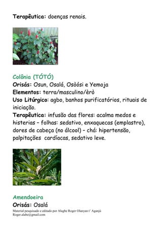 Material pesquisado e editado por Alagbe Roger Olanyan t’ Aganjú
Roger.alabe@gmail.com
Terapêutica: doenças renais.
Colônia (TÓTÓ)
Orisás: Osun, Osalá, Osòósi e Yemoja
Elementos: terra/masculino/èrò
Uso Litúrgico: agbo, banhos purificatórios, rituais de
iniciação.
Terapêutica: infusão das flores: acalma medos e
histerias – folhas: sedativo, enxaquecas (emplastro),
dores de cabeça (no álcool) – chá: hipertensão,
palpitações cardíacas, sedativo leve.
Amendoeira
Orisás: Osalá
 