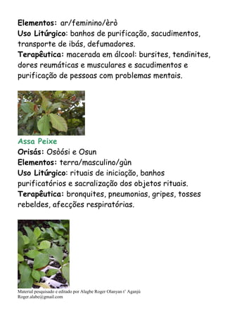 Material pesquisado e editado por Alagbe Roger Olanyan t’ Aganjú
Roger.alabe@gmail.com
Elementos: ar/feminino/èrò
Uso Litúrgico: banhos de purificação, sacudimentos,
transporte de ibás, defumadores.
Terapêutica: macerada em álcool: bursites, tendinites,
dores reumáticas e musculares e sacudimentos e
purificação de pessoas com problemas mentais.
Assa Peixe
Orisás: Osòósi e Osun
Elementos: terra/masculino/gùn
Uso Litúrgico: rituais de iniciação, banhos
purificatórios e sacralização dos objetos rituais.
Terapêutica: bronquites, pneumonias, gripes, tosses
rebeldes, afecções respiratórias.
 