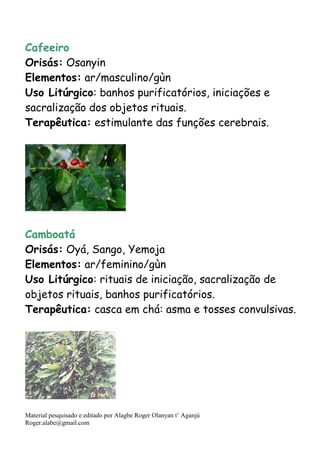 Material pesquisado e editado por Alagbe Roger Olanyan t’ Aganjú
Roger.alabe@gmail.com
Cafeeiro
Orisás: Osanyin
Elementos: ar/masculino/gùn
Uso Litúrgico: banhos purificatórios, iniciações e
sacralização dos objetos rituais.
Terapêutica: estimulante das funções cerebrais.
Camboatá
Orisás: Oyá, Sango, Yemoja
Elementos: ar/feminino/gùn
Uso Litúrgico: rituais de iniciação, sacralização de
objetos rituais, banhos purificatórios.
Terapêutica: casca em chá: asma e tosses convulsivas.
 