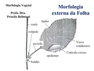 Morfologia Vegetal
Profa. Dra.
Priscila Belintani

Morfologia
externa da Folha

 