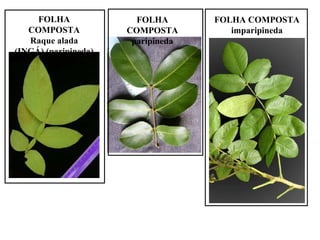 FOLHA
COMPOSTA
Raque alada
(INGÁ) (paripineda)

FOLHA
COMPOSTA
paripineda

FOLHA COMPOSTA
imparipineda

 