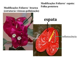 Modificações Foliares/ bractea
(estruturas vistosas-polinização)

Modificações Foliares/ espata:
Folha protetora

espata

inflorescência

 
