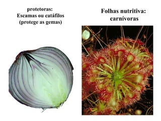 protetoras:
Escamas ou catáfilos
(protege as gemas)

Folhas nutritiva:
carnívoras

 