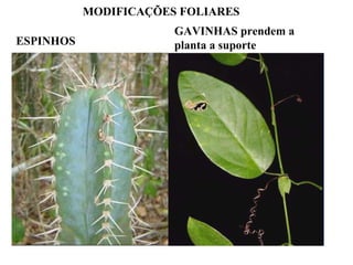 MODIFICAÇÕES FOLIARES
ESPINHOS

GAVINHAS prendem a
planta a suporte

 