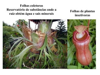 Folhas coletoras
Reservatório de substâncias onde a
raiz obtém água e sais minerais

Folhas de plantas
insetivoras

 
