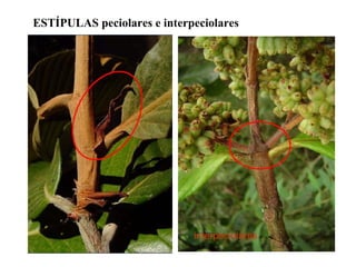 ESTÍPULAS peciolares e interpeciolares

 