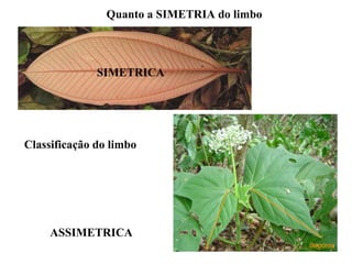 Quanto a SIMETRIA do limbo

SIMETRICA

Classificação do limbo

ASSIMETRICA

 