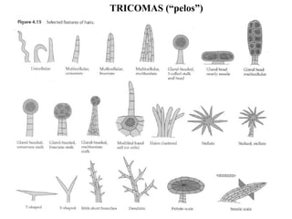 TRICOMAS (“pelos”)

 