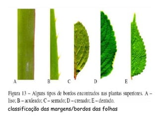 classificação das margens/bordos das folhas

 