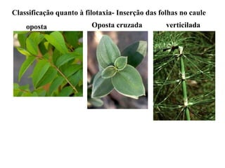 Classificação quanto à filotaxia- Inserção das folhas no caule
oposta

Oposta cruzada

verticilada

 