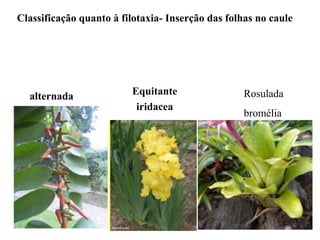 Classificação quanto à filotaxia- Inserção das folhas no caule

alternada

Equitante
iridacea

Rosulada
bromélia

 