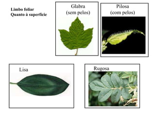 Limbo foliar
Quanto à superfície

Lisa

Glabra
(sem pelos)

Pilosa
(com pelos)

Rugosa

 