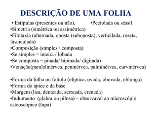 DESCRIÇÃO DE UMA FOLHA
• Estípulas (presentes ou não),
•Peciolada ou séssil
•Simetria (simétrica ou assimétrica)
•Filotaxia (alternada, oposta (suboposta), verticilada, roseta,
fasciculada)
•Composição (simples / composta)
•Se simples = inteira / lobada
•Se composta = pinada/ bipinada/ digitada)
•Venação(paralelinérvea, peninérvea, palminérvea, curvinérvea)
•Forma da folha ou folíolo (elíptica, ovada, obovada, oblonga)
•Forma do ápice e da base
•Margem (lisa, denteada, serreada, crenada)
•Indumento (glabra ou pilosa) – observavel ao microscópio
esteoscópico (lupa)

 