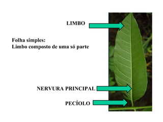 LIMBO
Folha simples:
Limbo composto de uma só parte

NERVURA PRINCIPAL
PECÍOLO

 
