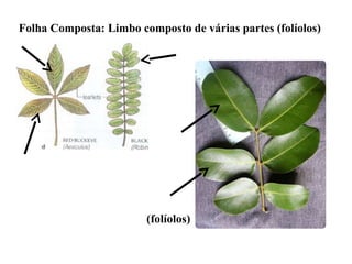 Folha Composta: Limbo composto de várias partes (folíolos)

(folíolos)

 