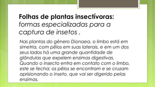 Folhas de plantas insectívoras:
formas especializadas para a
captura de insetos .
Nas plantas do gênero Dionaea, o limbo está em
simetria, com pêlos em suas laterais, e em um dos
seus lados há uma grande quantidade de
glândulas que expelem enzimas digestivas.
Quando o insecto entra em contato com o limbo,
este se fecha; os pêlos se encontram e se cruzam
aprisionando o inseto, que vai ser digerido pelas
enzimas.
 