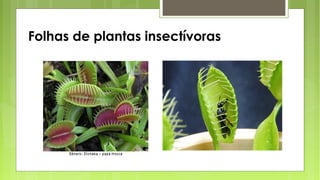 Folhas de plantas insectívoras
 